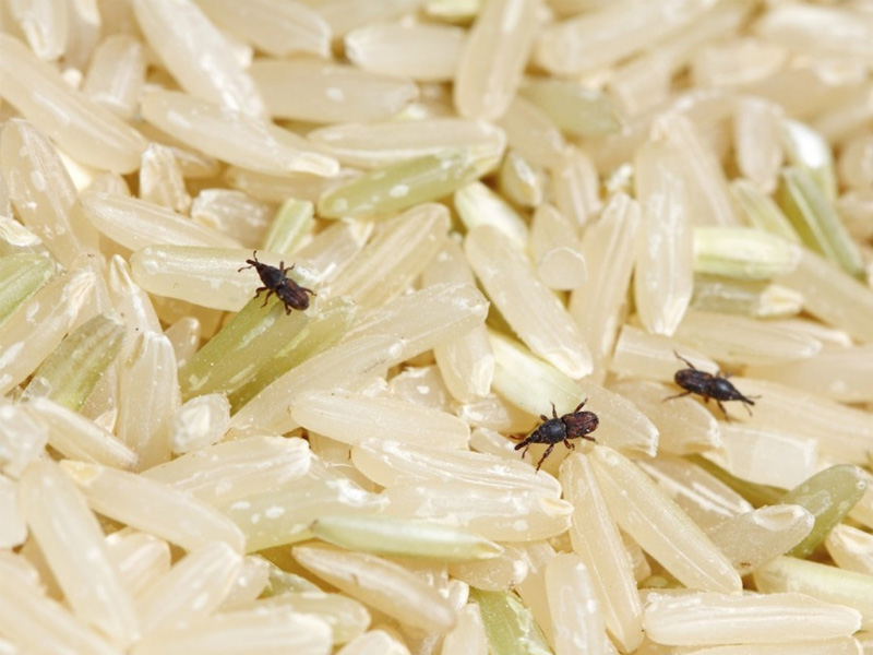 Mọt gạo vó thể gây ảnh hưởng đến sức khỏe người dùng