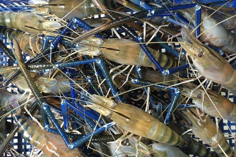 Tôm càng xanh tươi sống