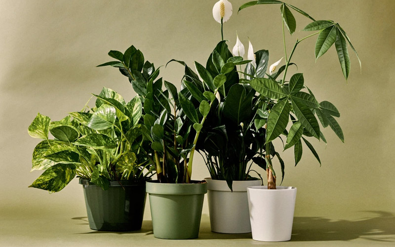 Cây phong thủy là món quà Tết mang ý nghĩa tinh thần sâu sắc