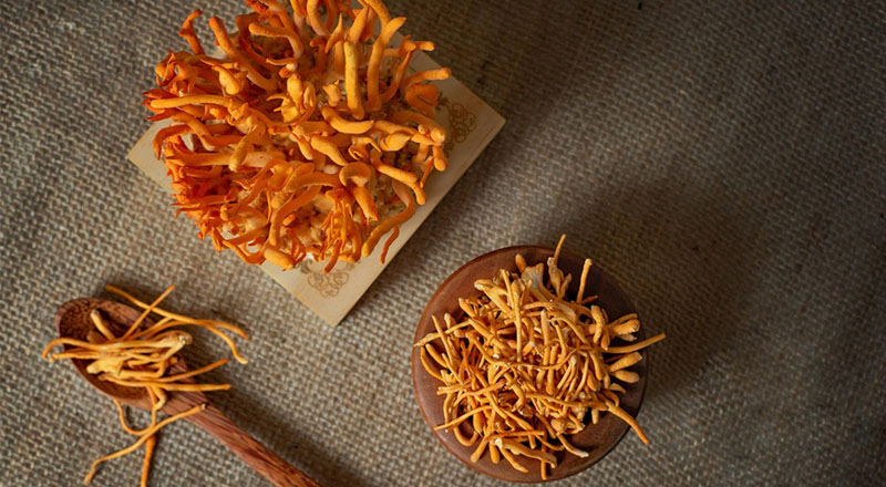 Đông trùng hạ thảo là món quà tặng sức khỏe dịp Tết cao cấp