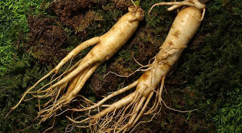 Nhân sâm chăm sóc sức khỏe trong dịp Tết