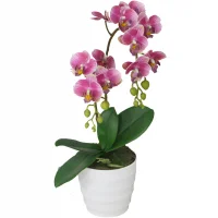 Chậu Hoa Lan JWS2063-2