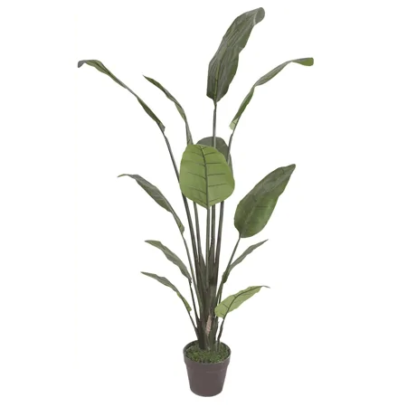 Chậu Cây Chuối Cảnh JWS2808