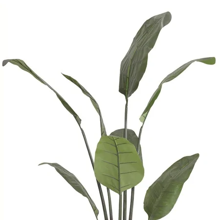 Chậu Cây Chuối Cảnh JWS2808 0