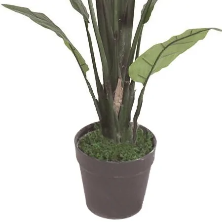 Chậu Cây Chuối Cảnh JWS2808 1