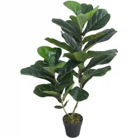 Chậu Cây Bàng JWS2924