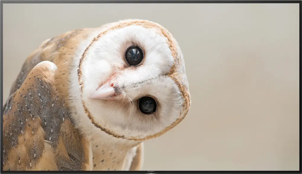 Sony Android Tivi 4K 75 Inch KD-75X8050H 1