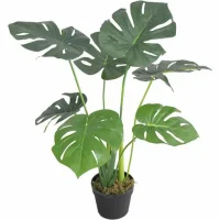 Chậu Cây Trầu Bà JWS281