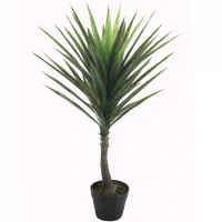 Chậu Cây Ngọc Giá OAA-KV