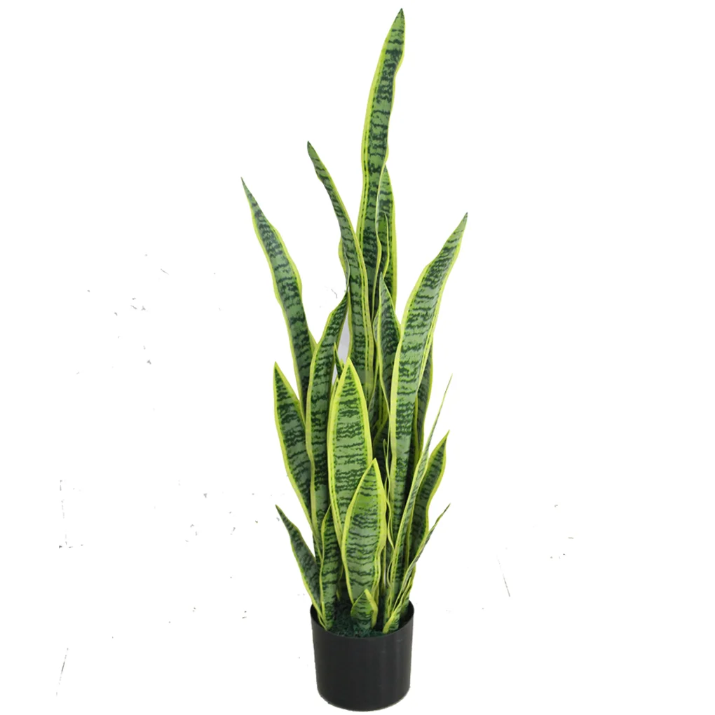 Chậu Cây Lưỡi Hổ JWT2904