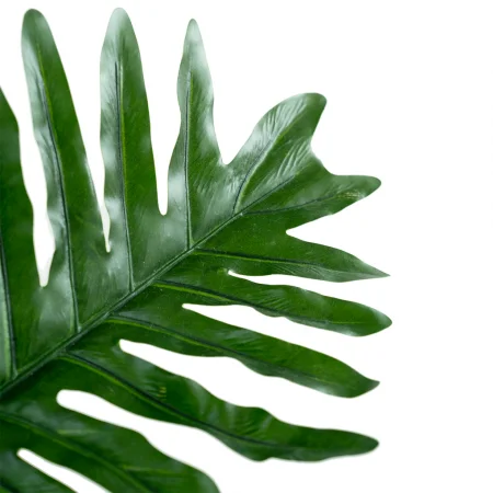 Nhánh Trầu Bà Lá Xẻ A237SF 0