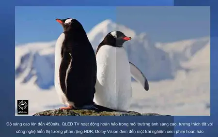 Google Tivi TCL QLED 4K 55 Inch 55C645 5