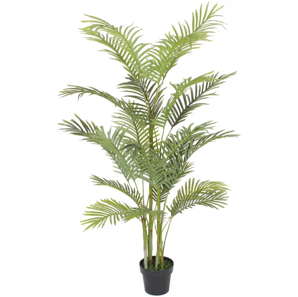 Chậu Cây Cau Vàng JWS2712 1.5M