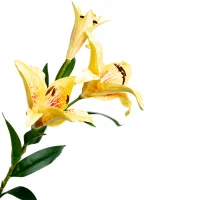 Nhánh Hoa Ly ECOFF5 Vàng