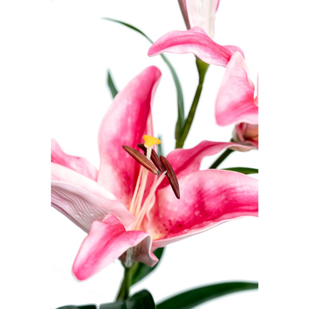 Nhánh Hoa Ly ECOFF5 Hồng 0