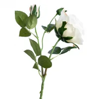 Nhánh Hoa Hồng Trắng ECOFF3