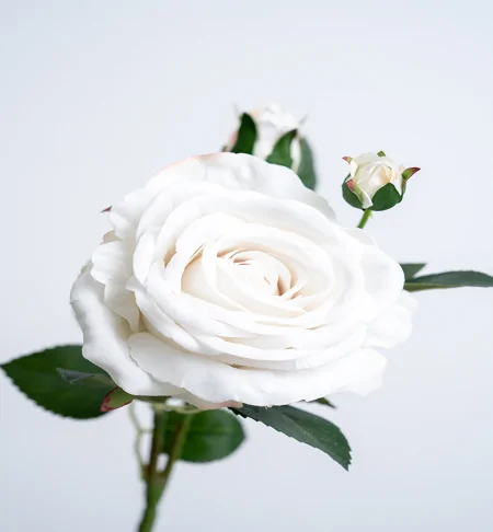 Nhánh Hoa Hồng Trắng ECOFF3 0