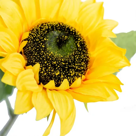 Nhánh Hoa Hướng Dương ECOFF1 0