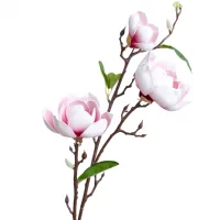 Nhánh Hoa Mộc lan ECOFF4 Trắng/Hồng