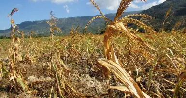 Gió Lào là gì? Nguyên nhân và đặc điểm nhận biết gió Lào