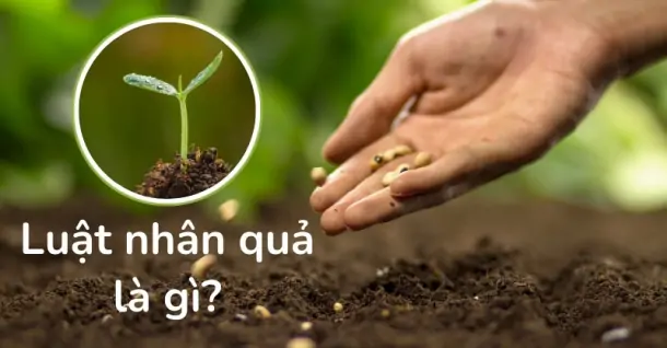 Luật nhân quả là gì? Ý nghĩa của luật nhân quả trong cuộc sống