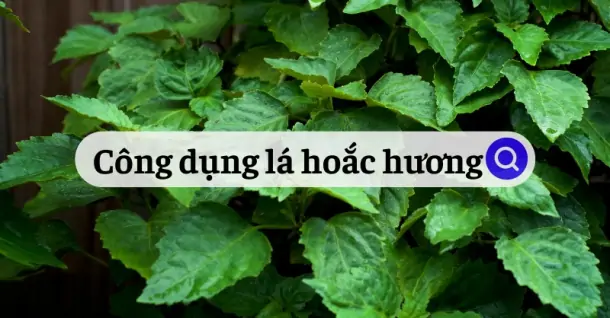 Tìm hiểu công dụng lá hoắc hương và cách chế biến món ăn bổ dưỡng từ lá hoắc hương