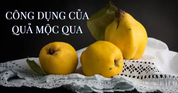 Công dụng của quả mộc qua rất “lợi hại”, nên được nhiều người biết đến