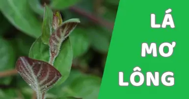 Công dụng của lá mơ lông ít người biết