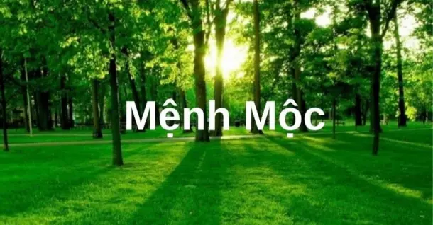 Mệnh Mộc hợp mệnh gì, khắc mệnh gì? Cách hút tài lộc cho mệnh Mộc