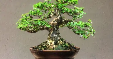 Cây mai chiếu thủy hợp mệnh gì? Ý nghĩa và cách trồng