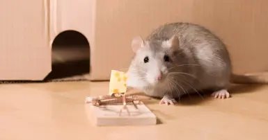 Cách làm bẫy chuột đơn giản tại nhà mà ai cũng có thể thực hiện