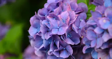 Ý nghĩa hoa cẩm tú cầu: Biểu tượng của tình yêu, lòng biết ơn và sự thủy chung