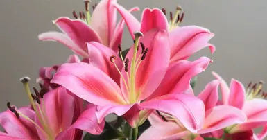 Ý nghĩa hoa ly: Biểu tượng của sự thanh cao, thuần khiết và lòng biết ơn sâu sắc