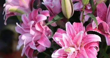 Khám phá nguồn gốc và ý nghĩa của hoa ly kép