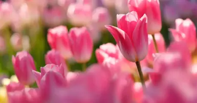 Ý nghĩa hoa Tulip: Biểu tượng của tình yêu, sự thanh lịch và hy vọng