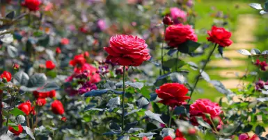 Nguồn gốc và ý nghĩa hoa hồng trong tình yêu, văn hóa và thần thoại