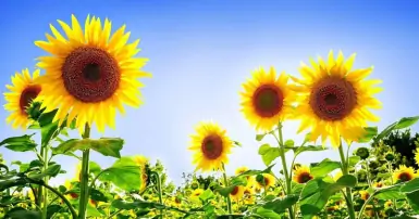 Tìm hiểu tất tần tật về hoa hướng dương - Loài hoa tượng trưng cho sự thủy chung