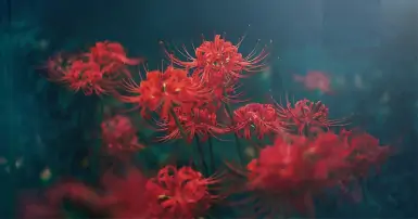 Tìm hiểu tất tần tật về hoa bỉ ngạn - Loài hoa có truyền thuyết đầy bí ẩn