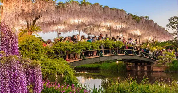 Hoa tử đằng: Vẻ đẹp lãng mạn và ý nghĩa sâu sắc trong đời sống