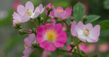 Ý nghĩa hoa tường vi: Biểu tượng của tình yêu, sắc đẹp và may mắn