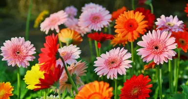 Hoa đồng tiền: Biểu tượng của hạnh phúc, tài lộc và sự tươi vui