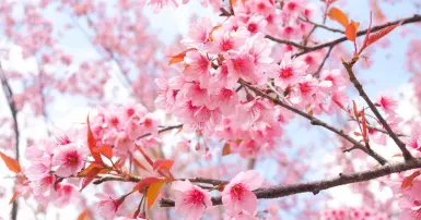 TOP những loài hoa đẹp nhất thế giới mà bạn không thể bỏ qua