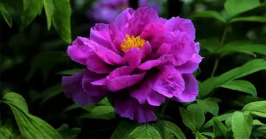 Nguồn gốc và ý nghĩa hoa mẫu đơn theo phong thủy và màu sắc