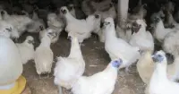 Giải mã gà ác là gì? Đặc điểm, lợi ích của gà ác đối với sức khỏe