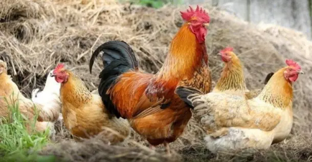 Gà tam hoàng là gì? Khám phá món ngon từ giống gà này