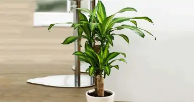 Cây phát tài - Bí quyết chọn, trồng và chăm sóc để hút tài lộc, may mắn