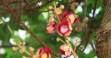 Cây sala (Tha la): Nguồn gốc, ý nghĩa phong thuỷ, cách trồng và chăm sóc