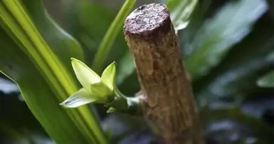 Cây Thiết Mộc Lan: Ý nghĩa phong thủy, lợi ích sức khỏe và cách chăm sóc