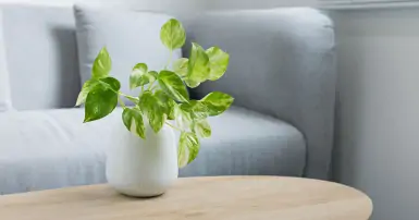 Cây Trầu Bà: Ý nghĩa phong thủy và bí quyết chăm sóc đúng cách