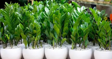 Nguồn gốc, đặc điểm và ý nghĩa phong thủy của cây kim tiền